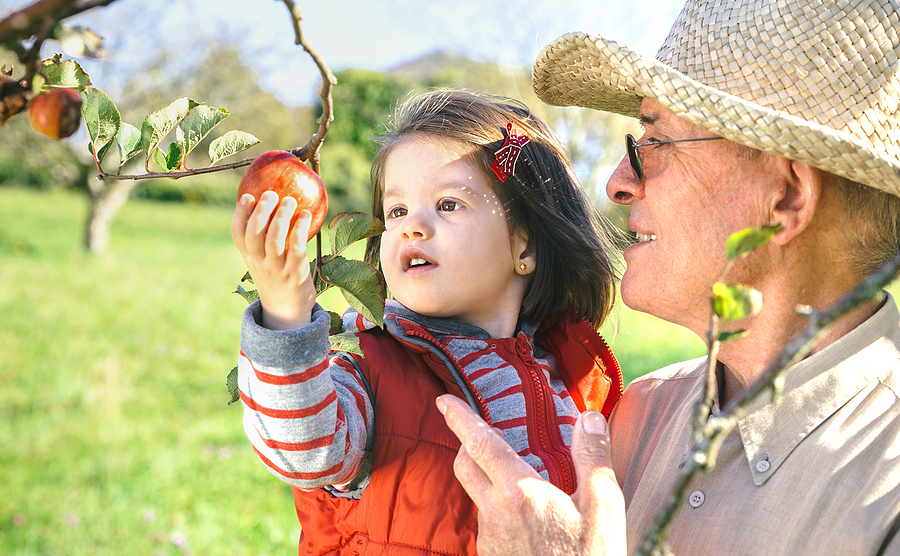 A senior man picks apples with his grandchild.