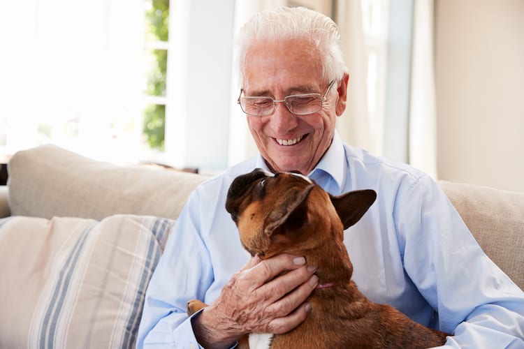 Senior man sitting on sofa with French bulldog.